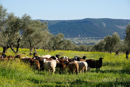 Ganado Ovino Entre Olivares En Dehesa El Molinillo