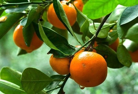 Zumos envasados: ¿cuáles son más saludables?