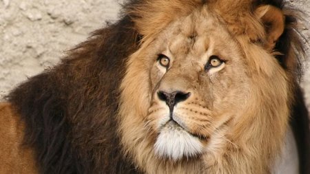 ¿Qué aspecto tendrán las aplicaciones de Mac OS X Lion?