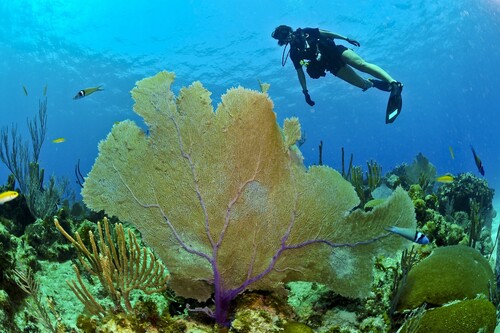 Practicar submarinismo en Centroamérica: estos son los mejores lugares