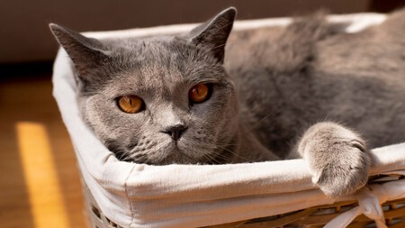 Gato