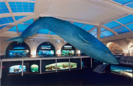 Dormir en un museo: Museo Americano de Historia Natural