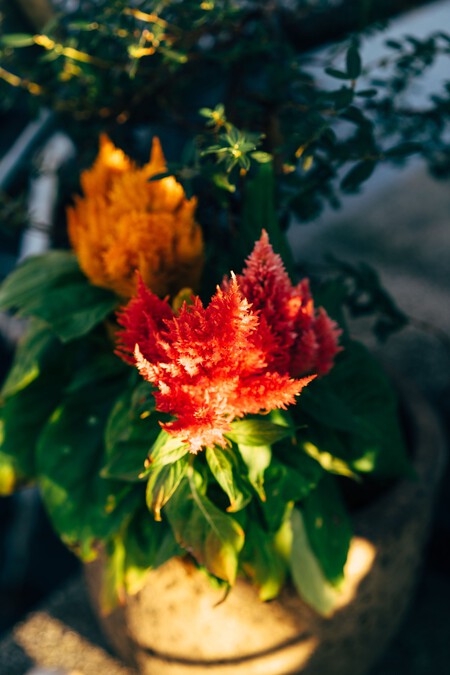 Celosia planta