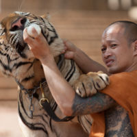 ¡No más selfies con un tigre! Ordenan la liberación de todos los felinos del Templo del Tigre en Tailandia 