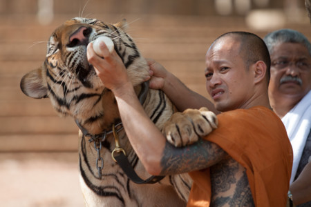 ¡No más selfies con un tigre! Ordenan la liberación de todos los felinos del Templo del Tigre en Tailandia