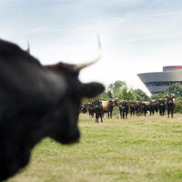 Un motorista se estrella contra un toro y acaba muerto por una cornada