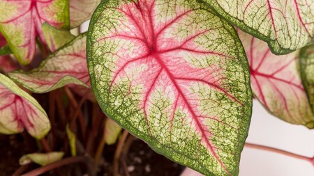 Caladium Rosa