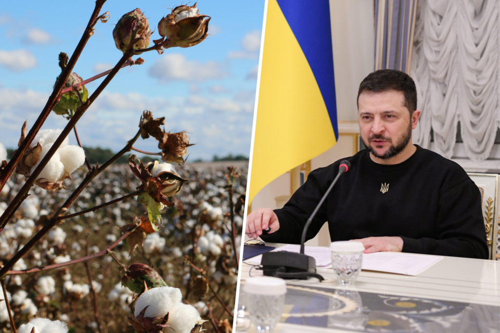 Desesperada por la falta de medios para la guerra, Ucrania ha tomado una decisión radical: cultivar algodón 
