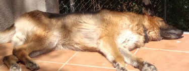 Por favor, no me digas que mi perro es muy mayor y le queda poco tiempo de vida 