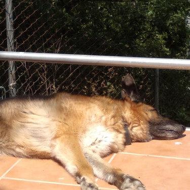 Por favor, no me digas que mi perro es muy mayor y le queda poco tiempo de vida 