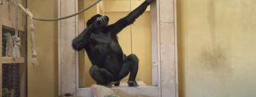 Un gorila revienta la puerta de su recinto y su hermana intenta arreglarla fabricando una herramienta