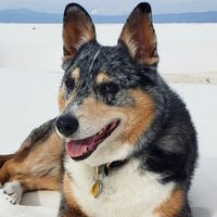 Fallece Einstein, el perro que dio vida a Cain en Red Dead Redemption 2