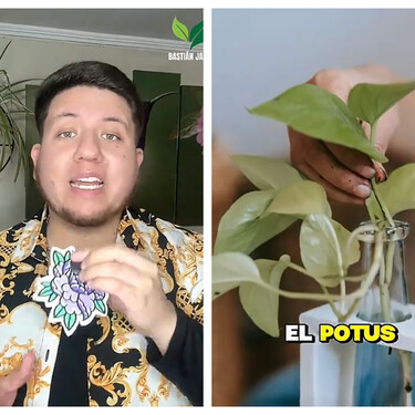 Bastián Jaque, experto en plantas: “¿Sigues matando plantas en tu baño porque no tienen luz? La culpa no es tuya” 