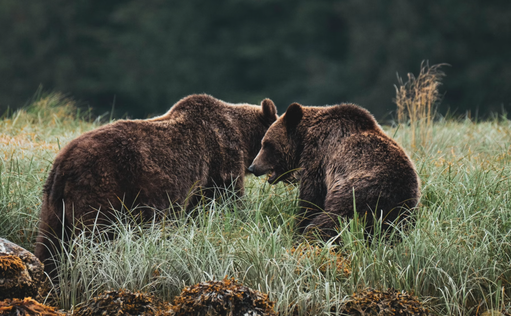 En su empeño por volver a conquistar le Península, el oso pardo acaba de encontrar su principal aliado contra los ganaderos: el turismo