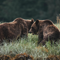 En su empeño por volver a conquistar le Península, el oso pardo acaba de encontrar su principal aliado contra los ganaderos: el turismo