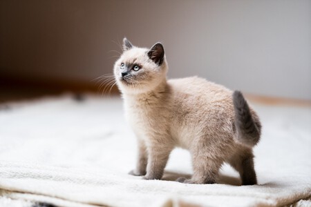 Gatito Peque