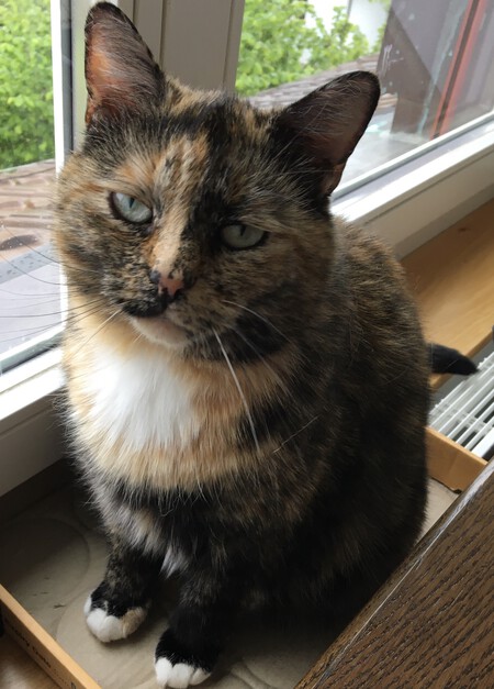 Brindled Domestic Short Haired Cat