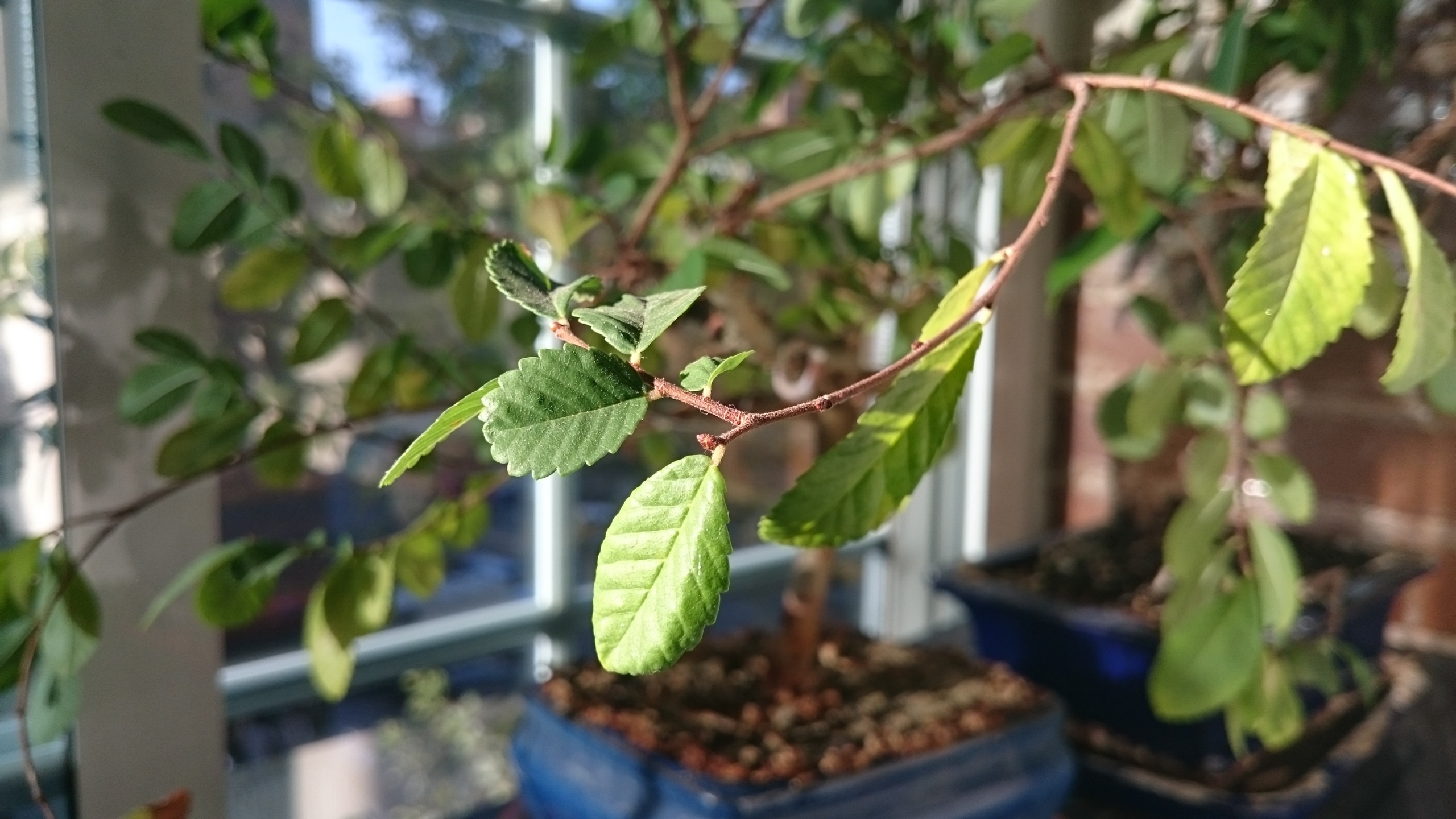 Foto de Xperia Z3 Compact, muestras (5/9)