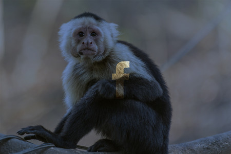 Descubren una red de grupos de Facebook que traficaban con animales en peligro de extinción en Tailandia