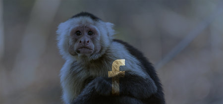 Descubren una red de grupos de Facebook que traficaban con animales en peligro de extinción en Tailandia 