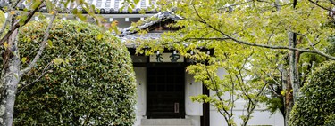 Esta es la planta que tenemos que plantar en casa antes de que acabe el mes de marzo: florece rápido y repele a los mosquitos