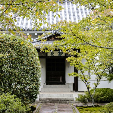 Esta es la planta que tenemos que plantar en casa antes de que acabe el mes de marzo: florece rápido y repele a los mosquitos