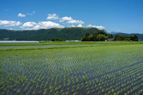 Japan turned to South Korea to end rice shortage
