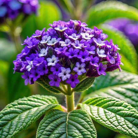 Heliotrope 9647463 1280