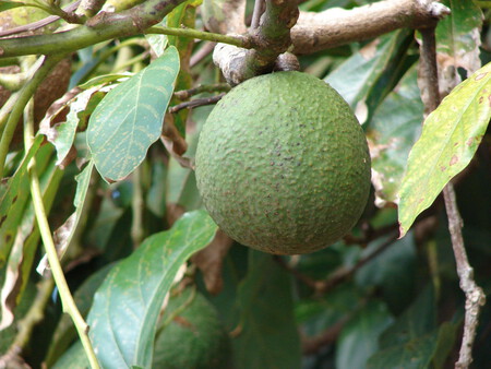 Starr 061231 3019 Persea Americana