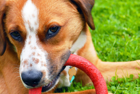 Los animales domésticos pueden suponer un riesgo para nuestra salud