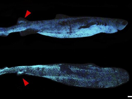 Se descubre este enorme tiburón bioluminiscente en las profundidades del océano frente a Nueva Zelanda
