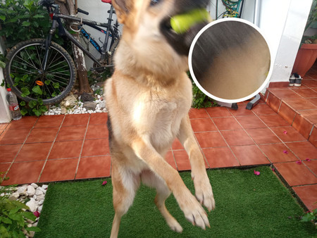 Loba Movimiento