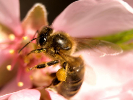Conexiones eléctricas entre las flores y sus polinizadores
