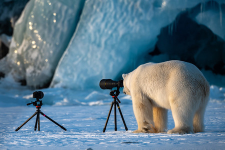 Estas son las fotos de animales más divertidas según el Comedy Wildlife Photography Awards 2018