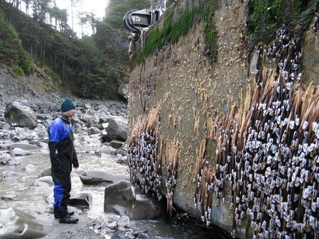 Gracias a la basura, los animales viajan a países separados por océanos
