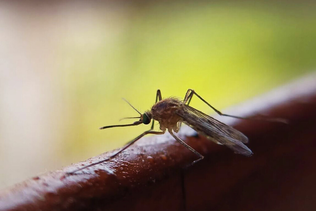 Siempre habíamos creído que a los mosquitos le atraía el color de tu ropa. Pero la clave no era la ropa