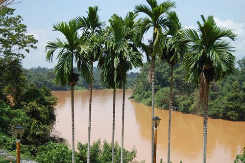Visitando Malasia, dos días en la selva de Taman Negara