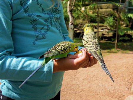 Loros y un niño
