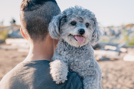 Caniche