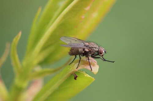Primer Plano De Un Insecto Mosca Descansando Sobre La Hoja Con Un Espacio Borroso 1