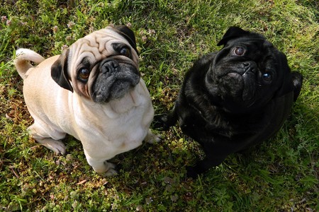12 compras básicas para tu mascota que encontrarás en Amazon