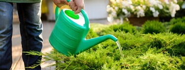 Jardineros expertos coinciden: "regar las plantas a las tres de la tarde es como echarles una cubeta de agua hirviendo"