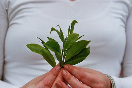 Plantas medicinales: ¿una ayuda contra los kilos de más?