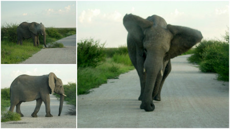 elefante-me-hizo-temblar