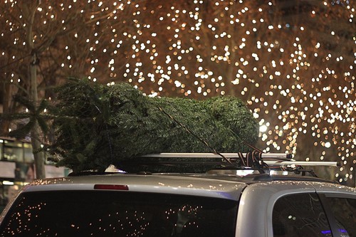 Transportar un árbol de Navidad en el auto puede ser peligroso, por eso te damos estos consejos para hacerlo de manera segura