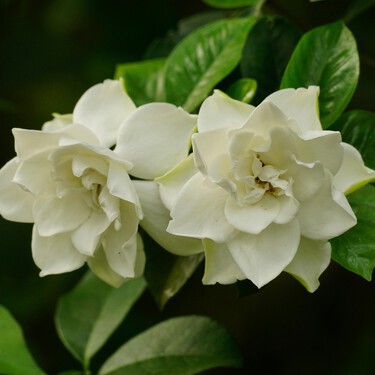 Cómo cultivar una gardenia en maceta sin que se muera