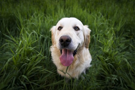 Dog 1839808 1920