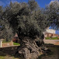 Es el arbol de olivio más antiguo del mundo que ha visto nacer y caer imperios. Tras 4,000 años sigue produciendo frutas  