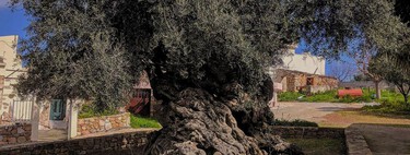 Es el arbol de olivio más antiguo del mundo que ha visto nacer y caer imperios. Tras 4,000 años sigue produciendo frutas  