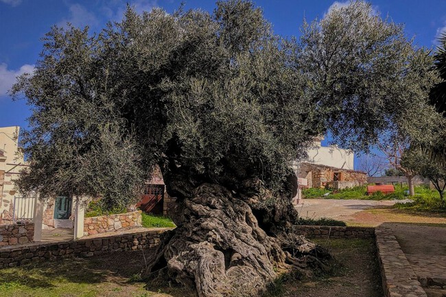 Olivo De Creta